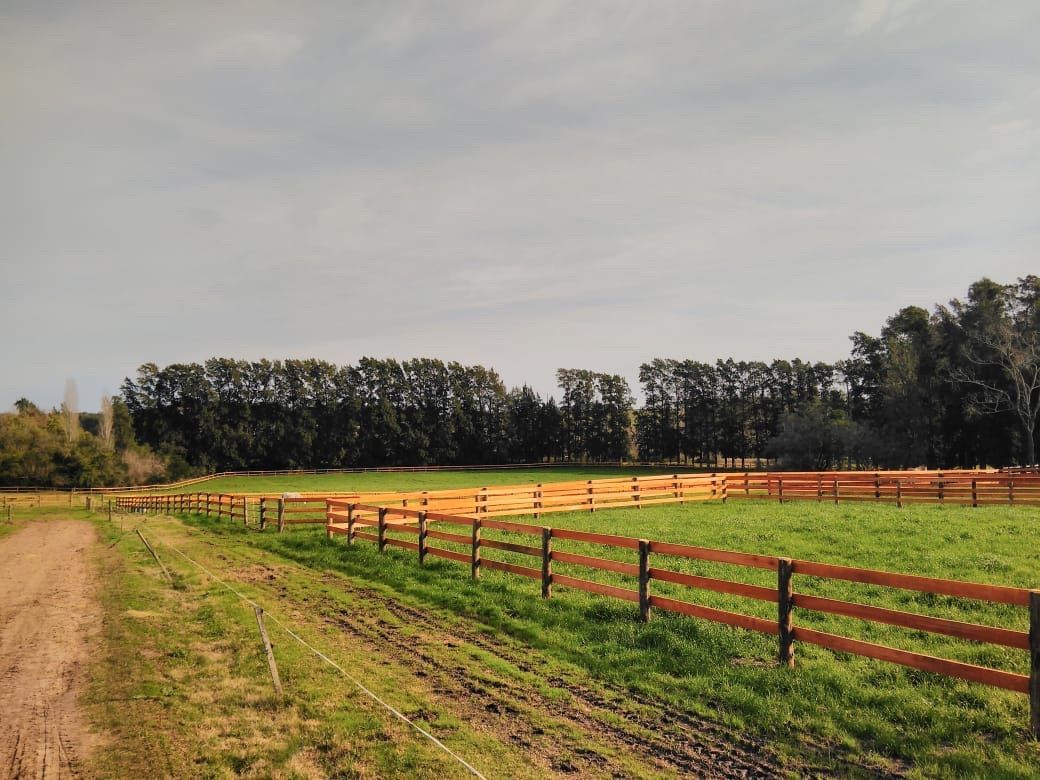 Campo